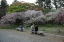 京都御苑の八重桜