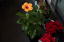 ポインセチアの隣で開花したハイビスカス　２０２０年１２月１日　