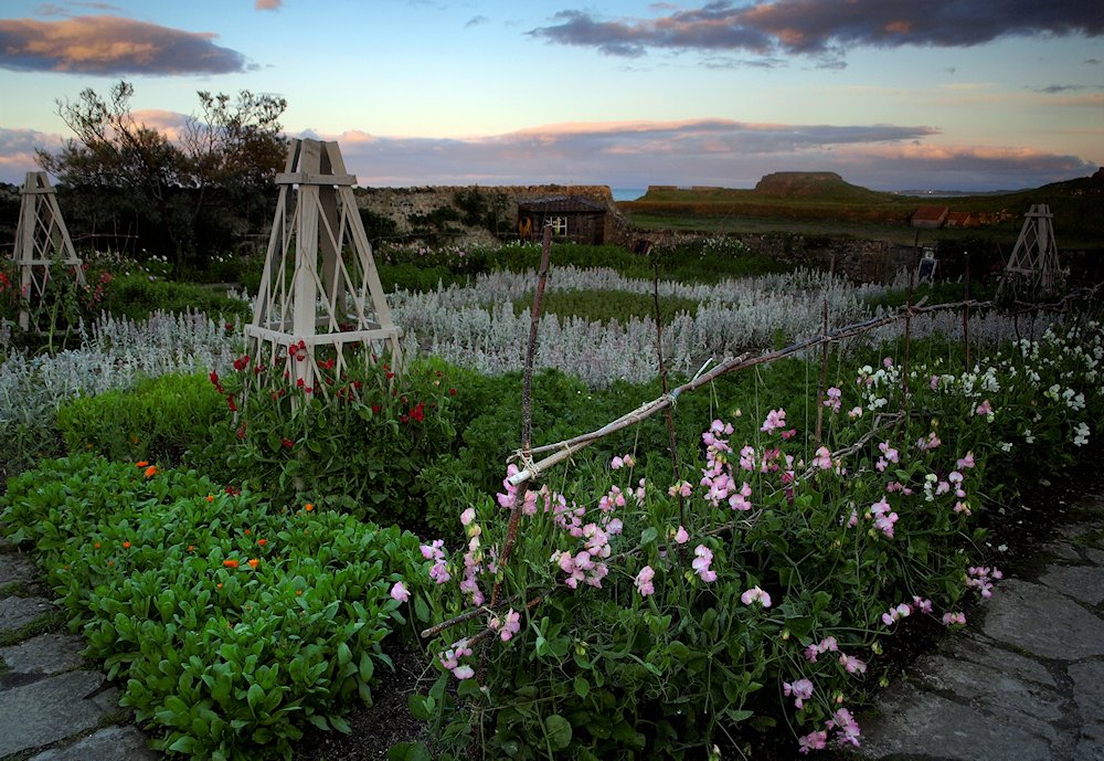 �����f�B�X�t�@�[���@�K�[�g���[�h�E�W�[�L���̒�